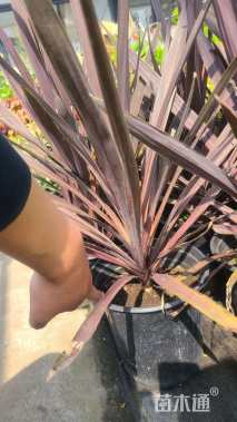 高度80厘米朱蕉