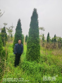 高度100厘米蜀桧