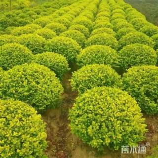 冠幅200厘米金叶女贞球