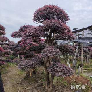 18公分造型红花继木桩