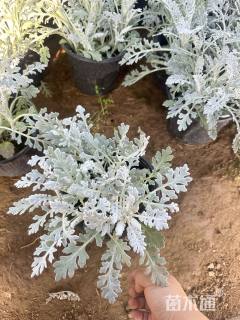 高度30厘米银叶菊