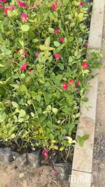 高度40厘米丰花月季