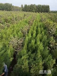 高度70厘米侧柏小苗