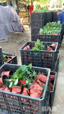 高度20厘米一串红