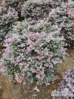 高度50厘米红花继木