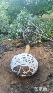 15公分染井吉野樱