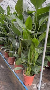 高度1.5厘米天堂鸟