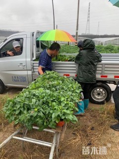 高度25厘米大丽花