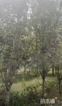 12公分西府海棠