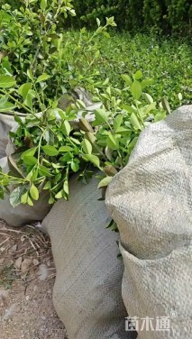 40厘米大叶扶芳藤