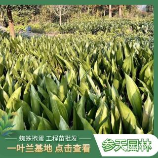 高度35厘米一叶兰