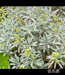 高度20厘米芙蓉菊