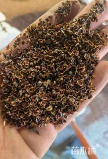 繁盛林业金鸡菊种子