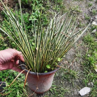 高度20厘米金叶石菖蒲