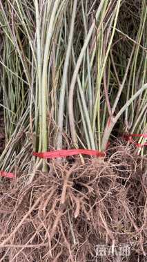 高度90厘米连翘小苗