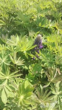 高度10厘米醉蝶花