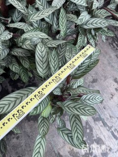 高度60厘米新飞羽竹芋