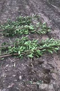 高度250厘米法国冬青