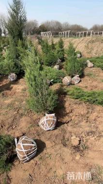 高度35厘米洒金柏