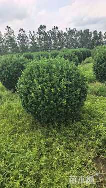 冠幅150厘米卫矛球