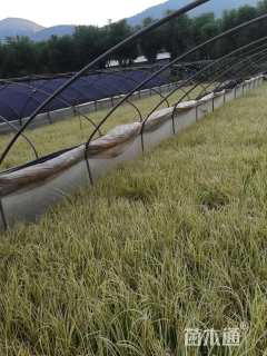 高度20厘米金线菖蒲