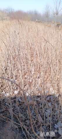 高度100厘米天目琼花