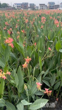 高度35厘米水生美人蕉