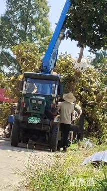 高度800厘米丛生大叶女贞