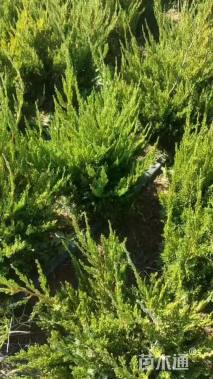 冠幅40厘米龙柏球