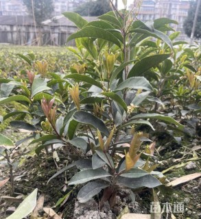 高度40厘米佛顶珠桂花