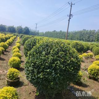 冠幅120厘米金叶女贞球