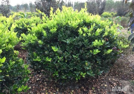 冠幅200厘米金森女贞球