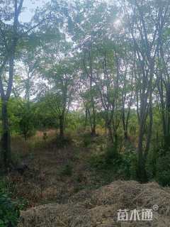 15公分丛生朴树