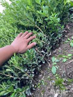 高度40厘米瓜子黄杨