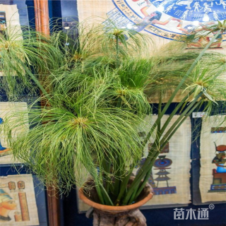 高度30厘米莎草