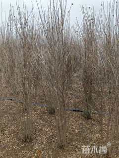 高度180厘米丛生木槿