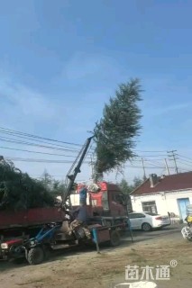 高度700厘米雪松