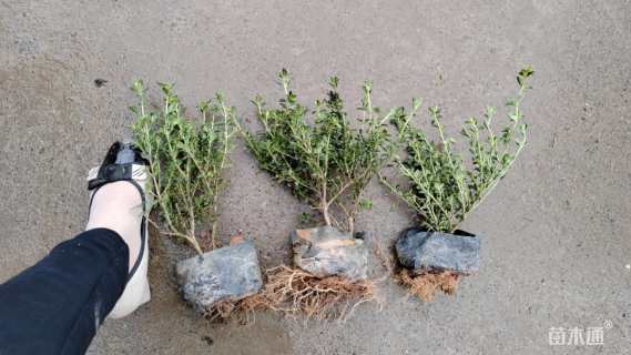 高度30厘米金边六月雪