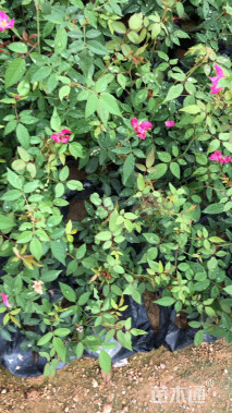 高度20厘米月季