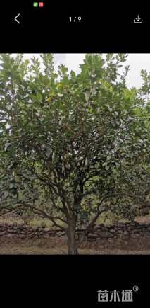 25公分柚子树
