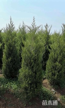 高度50厘米龙柏