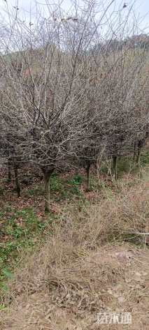 10公分垂丝海棠