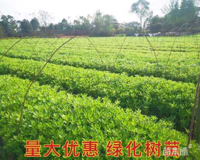 高度40厘米海桐