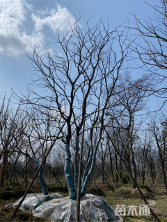 丛生乌桕