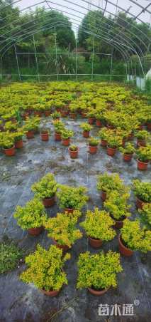 高度20厘米满天星