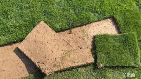 草块状马尼拉草