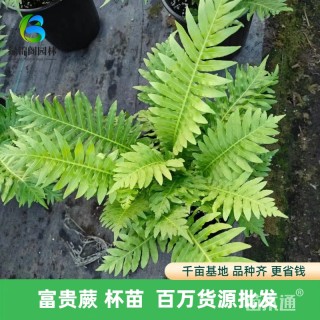 高度30厘米富贵蕨