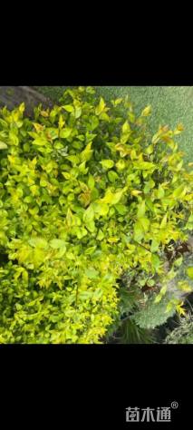 高度30厘米大花六道木