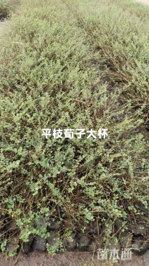 高度35厘米平枝栒子