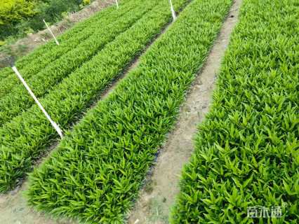 高度20厘米驳骨丹